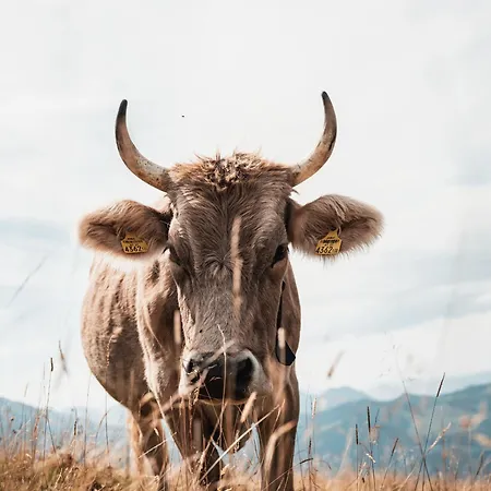 Casa vacanze Familienfreundliches Bregenzerwaelderhaus *