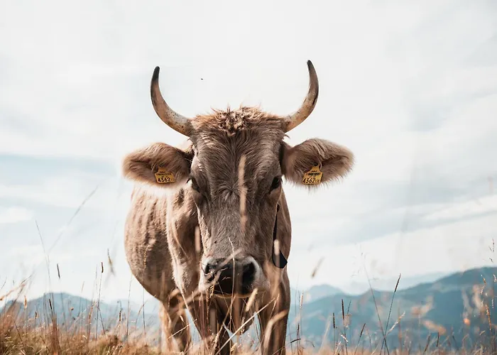 בית נופש Familienfreundliches Bregenzerwaelderhaus *